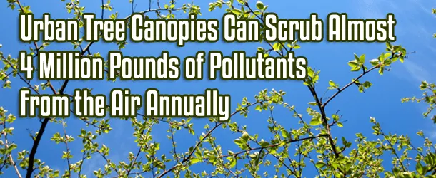 Urban Tree Canopies Can Scrub Almost 4 Million Pounds of Pollutants From the Air Annually