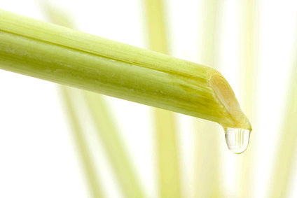 Lemongrass: A Delicious Ancient Remedy