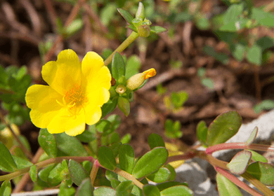 Purslane: Frustrating Weed or Melatonin Powerhouse?