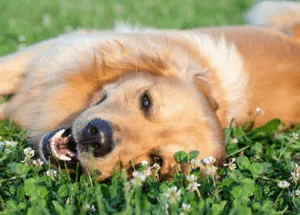 Man's Best Friend Could Be Man's Greatest Stress Reliever