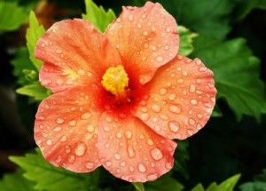 Hibiscus