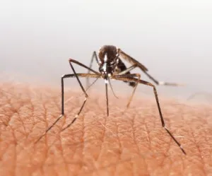 mosquito