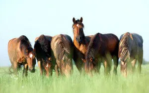 horse