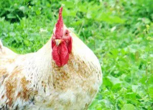 chicken