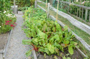 Community Garden