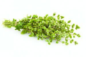 oregano