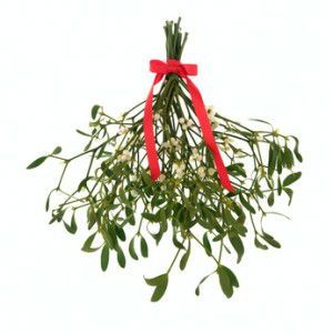 mistletoe