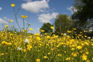 meadow