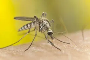 Mosquito 