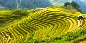 rice field