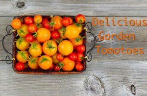 Fresh Whole Tomatoes in Basket