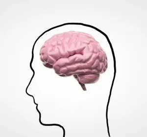 brain 