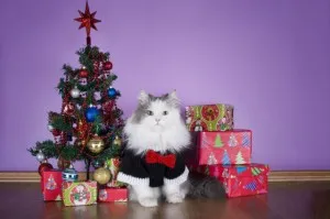 cat in a knitted sweater with gifts at Christmas tree
