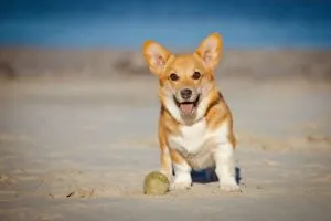 welsh corgi pembroke puppy on a beach