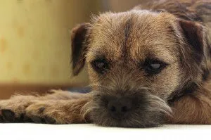 Sad border terrier. Clever dog