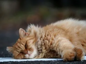寝転がる猫