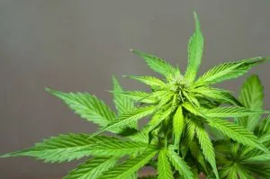 pianta di marijuana