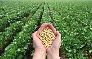 GMO soybeans