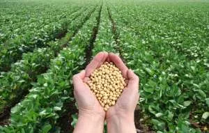 GMO soybeans