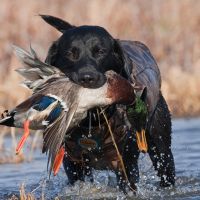 Black Lab with Mallard