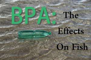 bpa fish