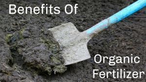 organic fertilizer