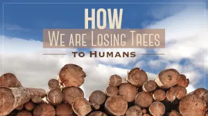 HowWeAreLosingTreesToHumans_640x359 (1)