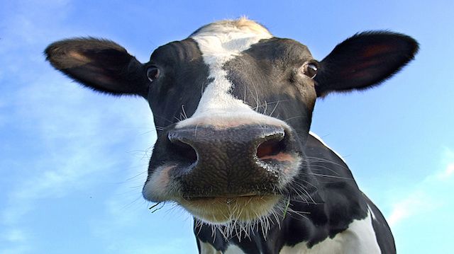 cow