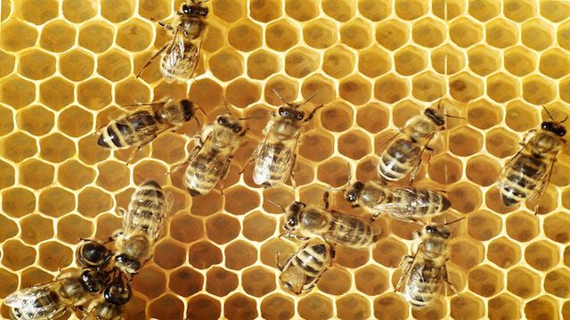 Honeybees on a comb