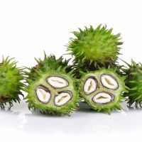 Castor oil plant on white background