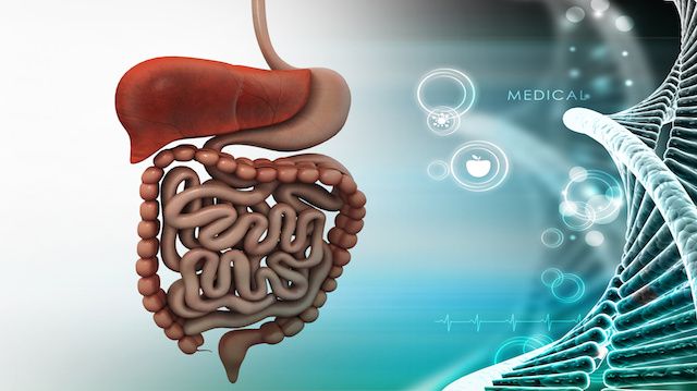 human digestive system