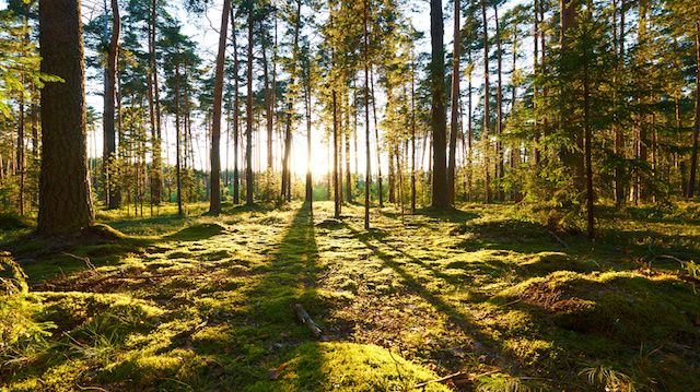 Sunrise in pine forest