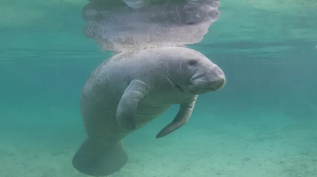 Florida Manatee Underwater