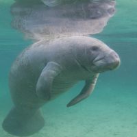 Florida Manatee Underwater