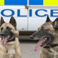 Portrait of two police dogs