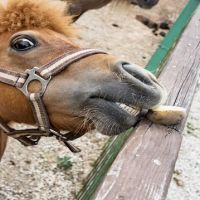 Falabella miniature horse