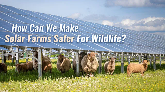 HowCanWeMakeSolarFarmsSaferForWildlife_640x359