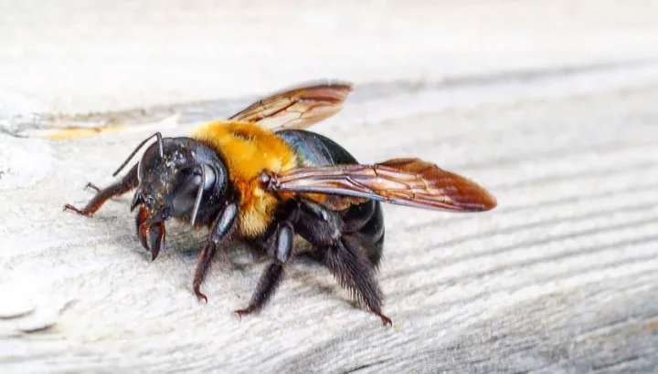 bee