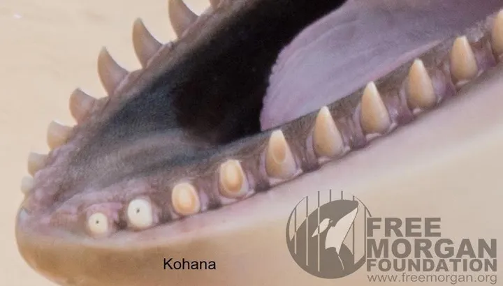 orca-teeth-1