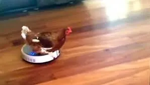 chicken-roomba