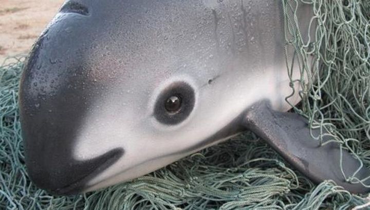 vaquita-caught-in-net-greenpeace