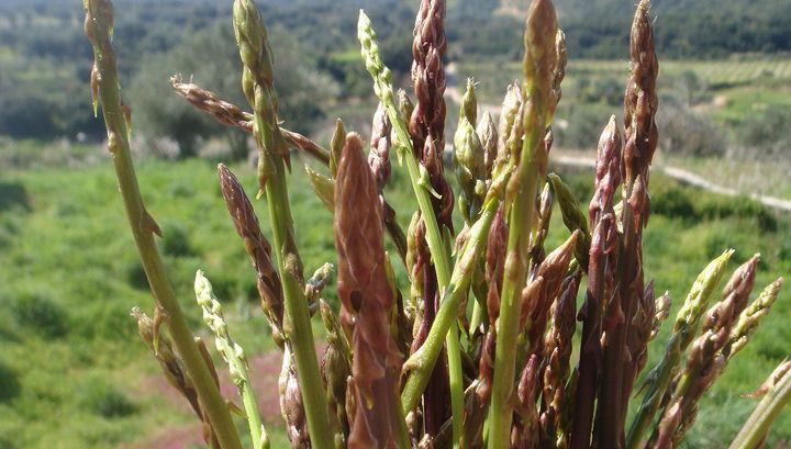 wild_asparagus