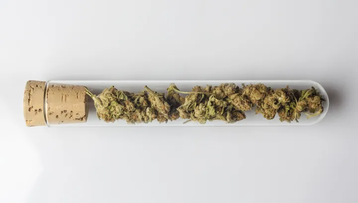 medical-cannabis