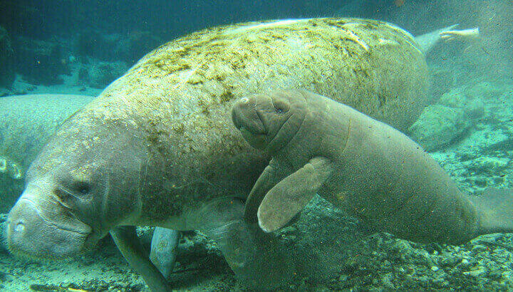 manatee-with-young