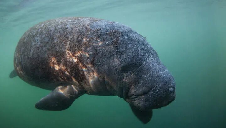 scarred-manatee