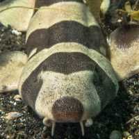 Bamboo Shark