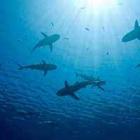 Group of sharks