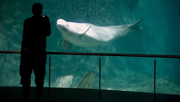 Marine parks are on the rise in China