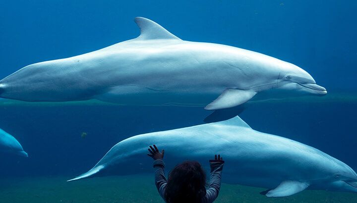 Marine parks in China are being built at record pace