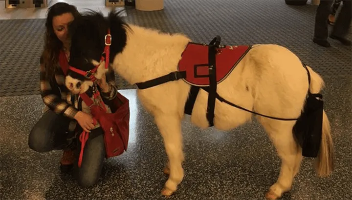 Therapy miniature horse at airport